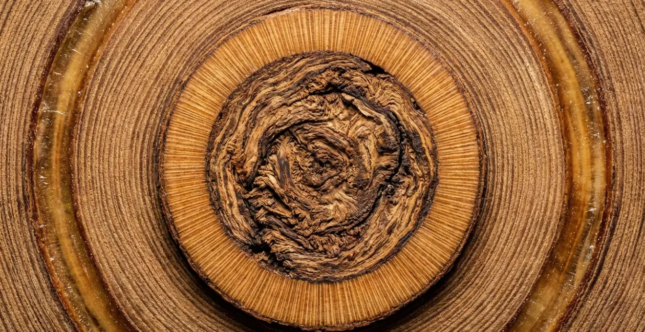 Rappresentazione simbolica dei tre cicli di vita e attivazione del numero